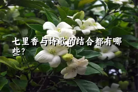 七里香与诗歌的结合都有哪些？