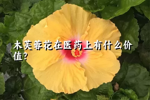 木芙蓉花在医药上有什么价值？