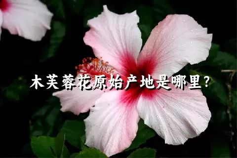 木芙蓉花原始产地是哪里？