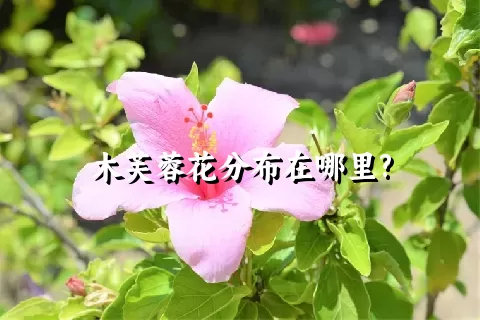 木芙蓉花分布在哪里?