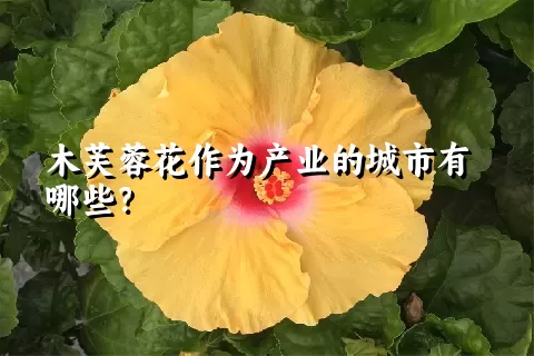 木芙蓉花作为产业的城市有哪些？