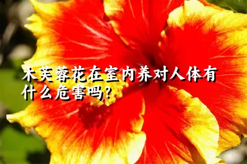 木芙蓉花在室内养对人体有什么危害吗？