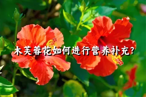 木芙蓉花如何进行营养补充？