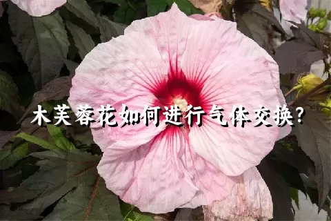 木芙蓉花如何进行气体交换？