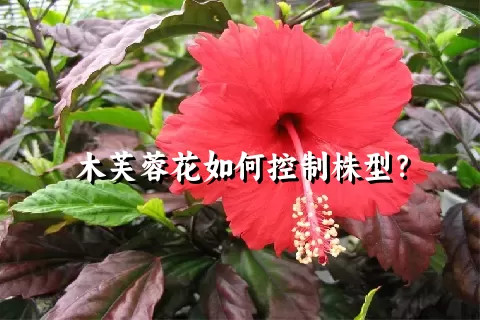 木芙蓉花如何控制株型？