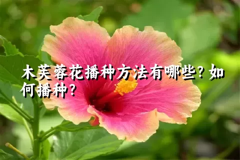 木芙蓉花播种方法有哪些？如何播种？