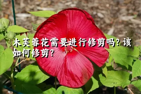 木芙蓉花需要进行修剪吗？该如何修剪？