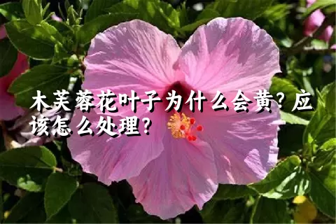 木芙蓉花叶子为什么会黄？应该怎么处理？