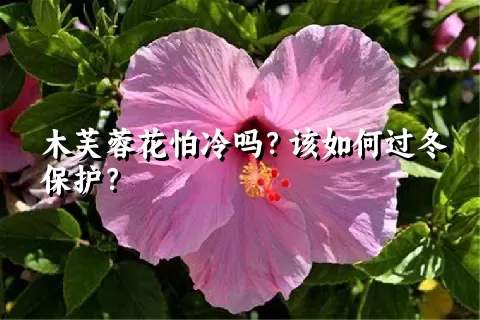 木芙蓉花怕冷吗？该如何过冬保护？