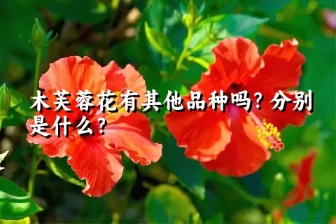 木芙蓉花有其他品种吗？分别是什么？