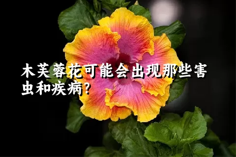 木芙蓉花可能会出现那些害虫和疾病？