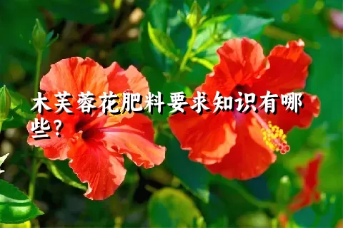 木芙蓉花肥料要求知识有哪些？