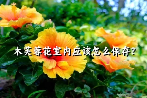 木芙蓉花室内应该怎么保存？