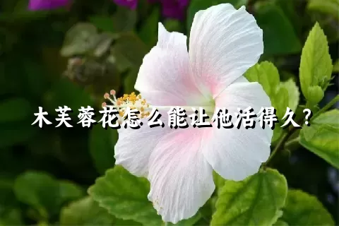 木芙蓉花怎么能让他活得久？