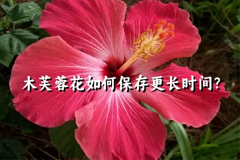 木芙蓉花如何保存更长时间？