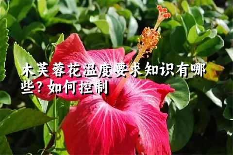 木芙蓉花温度要求知识有哪些？如何控制