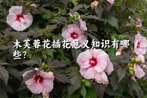 木芙蓉花插花意义知识有哪些？