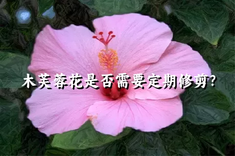 木芙蓉花是否需要定期修剪？