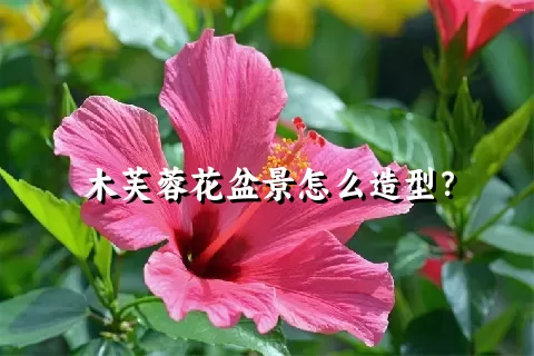 木芙蓉花盆景怎么造型？