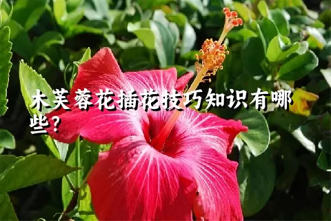 木芙蓉花插花技巧知识有哪些？