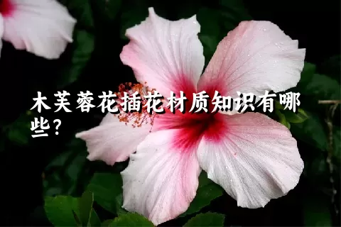 木芙蓉花插花材质知识有哪些？