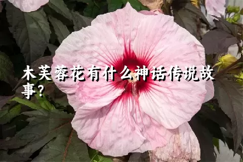 木芙蓉花有什么神话传说故事？