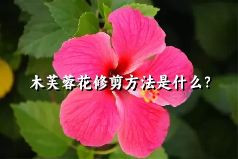 木芙蓉花修剪方法是什么？