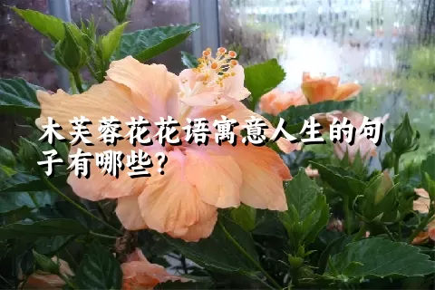 木芙蓉花花语寓意人生的句子有哪些？