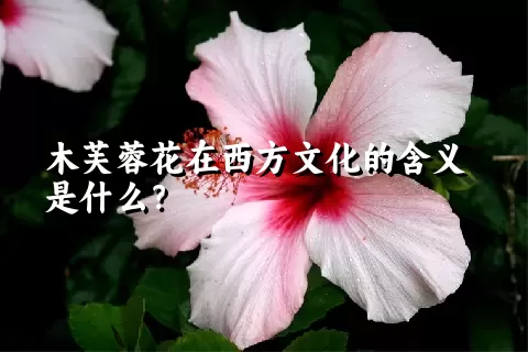 木芙蓉花在西方文化的含义是什么？