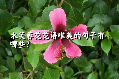 木芙蓉花花语唯美的句子有哪些？