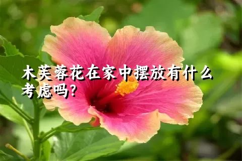 木芙蓉花在家中摆放有什么考虑吗？