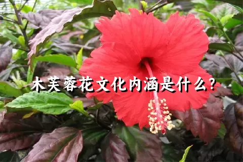 木芙蓉花文化内涵是什么？