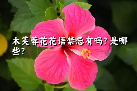 木芙蓉花花语禁忌有吗？是哪些？