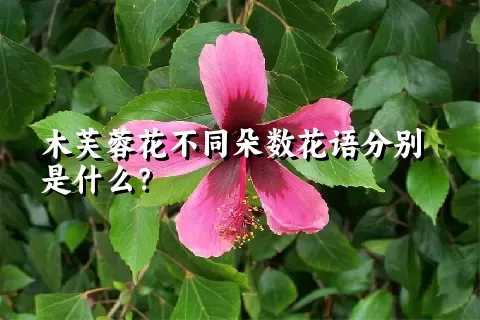 木芙蓉花不同朵数花语分别是什么？