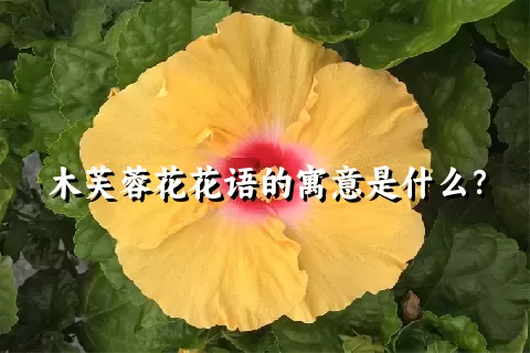 木芙蓉花花语的寓意是什么？