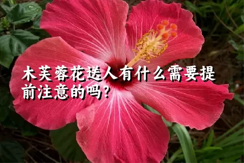 木芙蓉花送人有什么需要提前注意的吗？