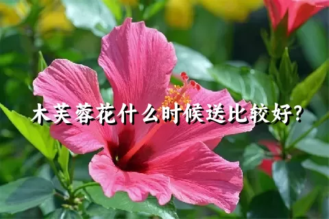 木芙蓉花什么时候送比较好？