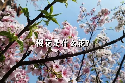 樱花是什么花？