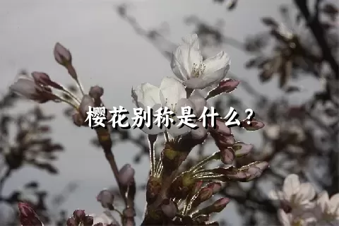 樱花别称是什么？