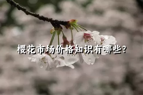 樱花市场价格知识有哪些？