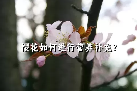 樱花如何进行营养补充？