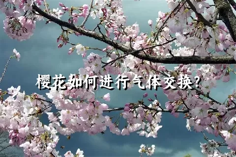 樱花如何进行气体交换？