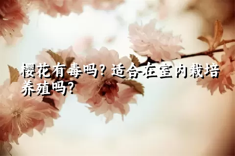 樱花有毒吗？适合在室内栽培养殖吗？