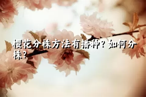 樱花分株方法有播种？如何分株？