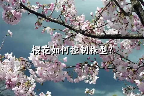 樱花如何控制株型？