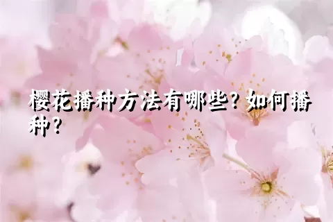 樱花播种方法有哪些？如何播种？