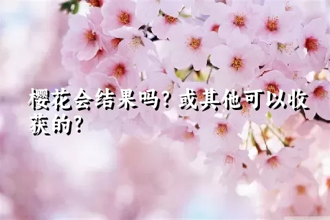 樱花会结果吗？或其他可以收获的？