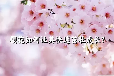 樱花如何让其快速茁壮成长？