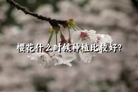 樱花什么时候种植比较好？