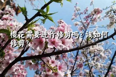 樱花需要进行修剪吗？该如何修剪？